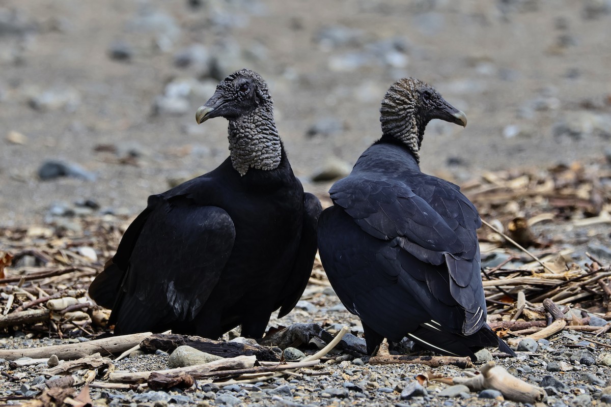 Black Vulture - ML643808331