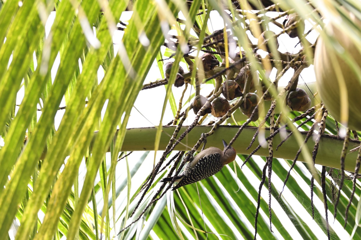 Hoffmann's Woodpecker - ML643808333