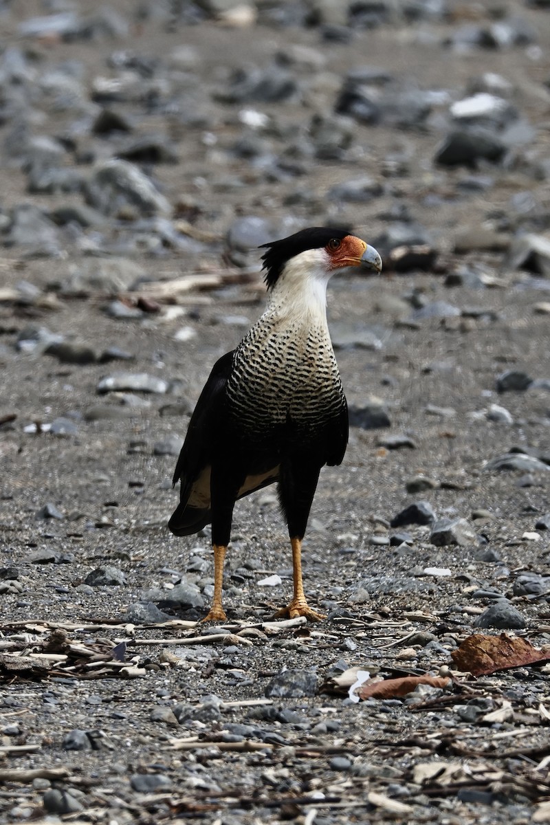 Crested Caracara - ML643808336