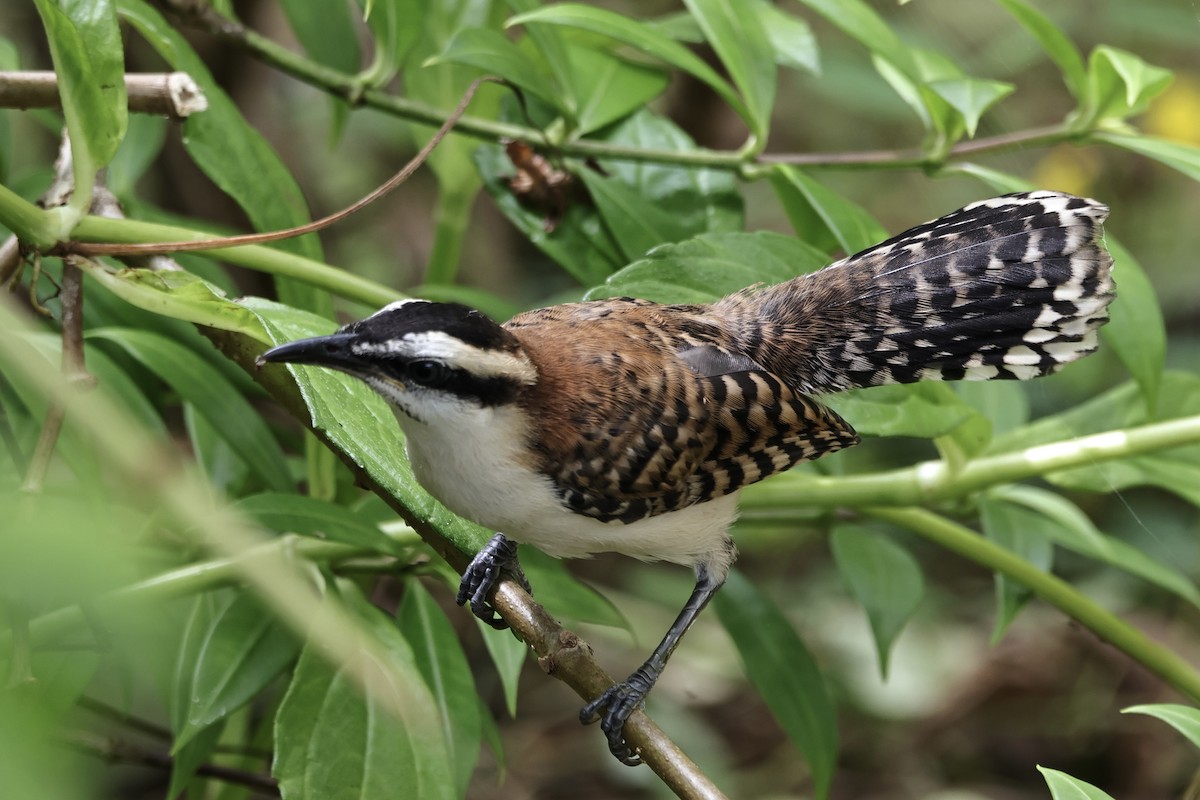 Rufous-backed Wren - ML643808337