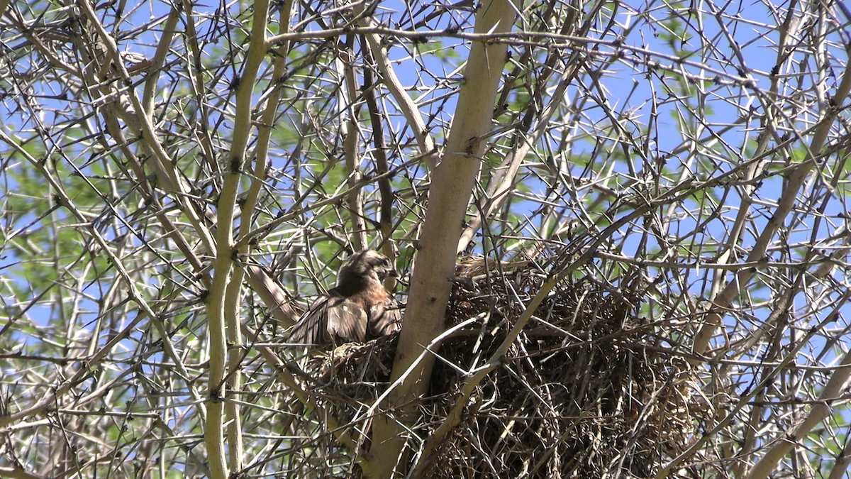 Moineau mélanure - ML643808379