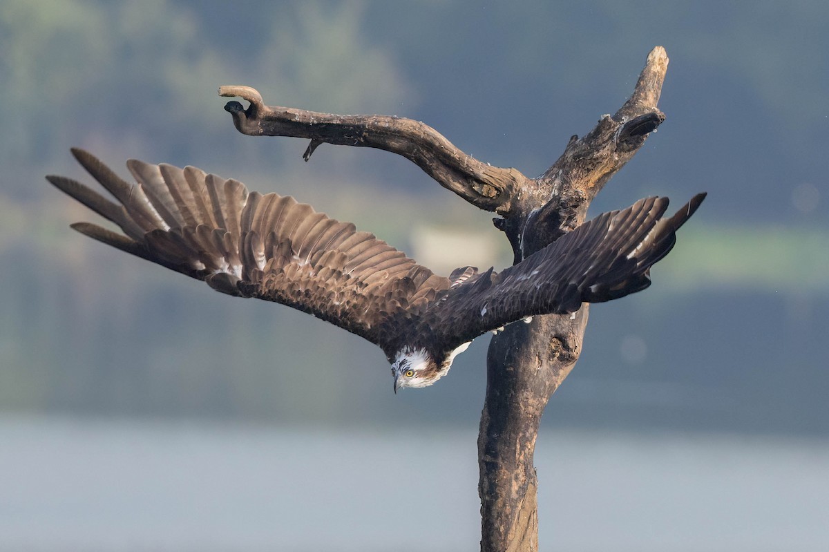 Balbuzard pêcheur - ML643808383