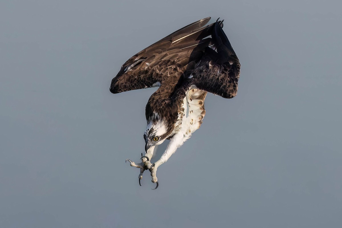 Balbuzard pêcheur - ML643808384
