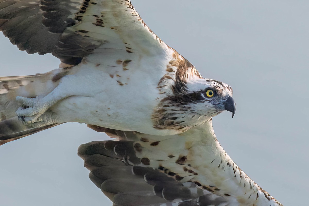 Balbuzard pêcheur - ML643808386