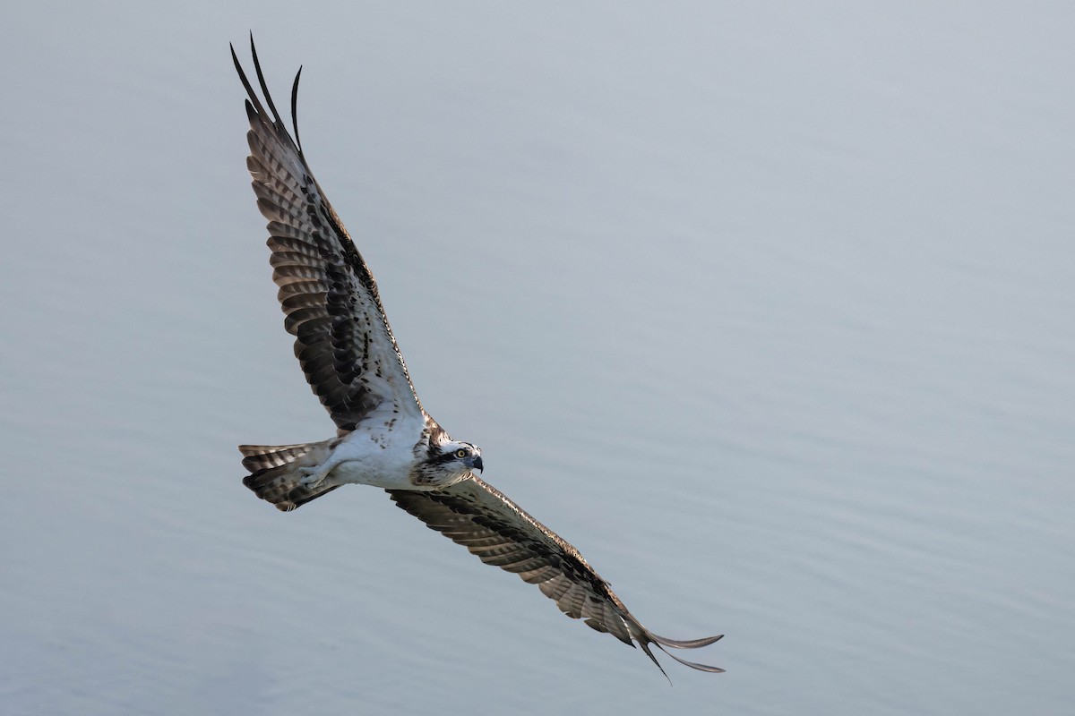 Balbuzard pêcheur - ML643808387