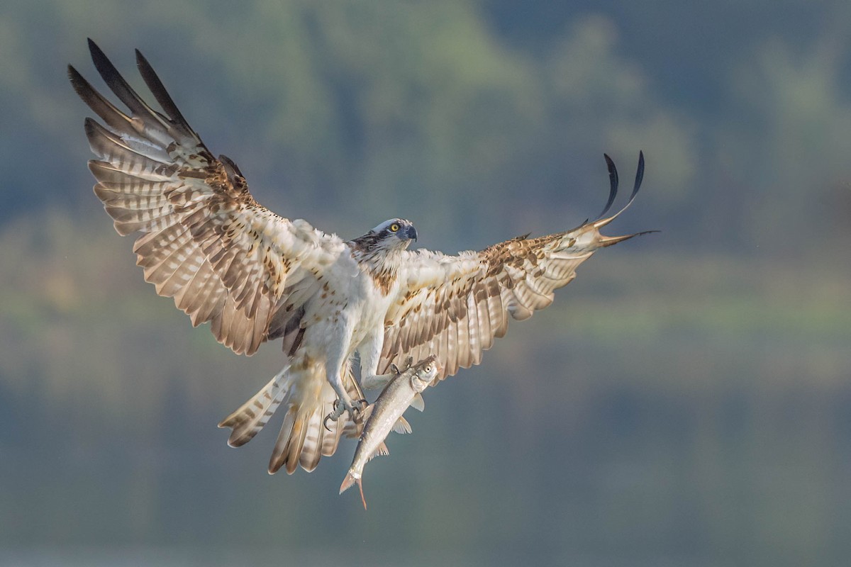 Balbuzard pêcheur - ML643808388