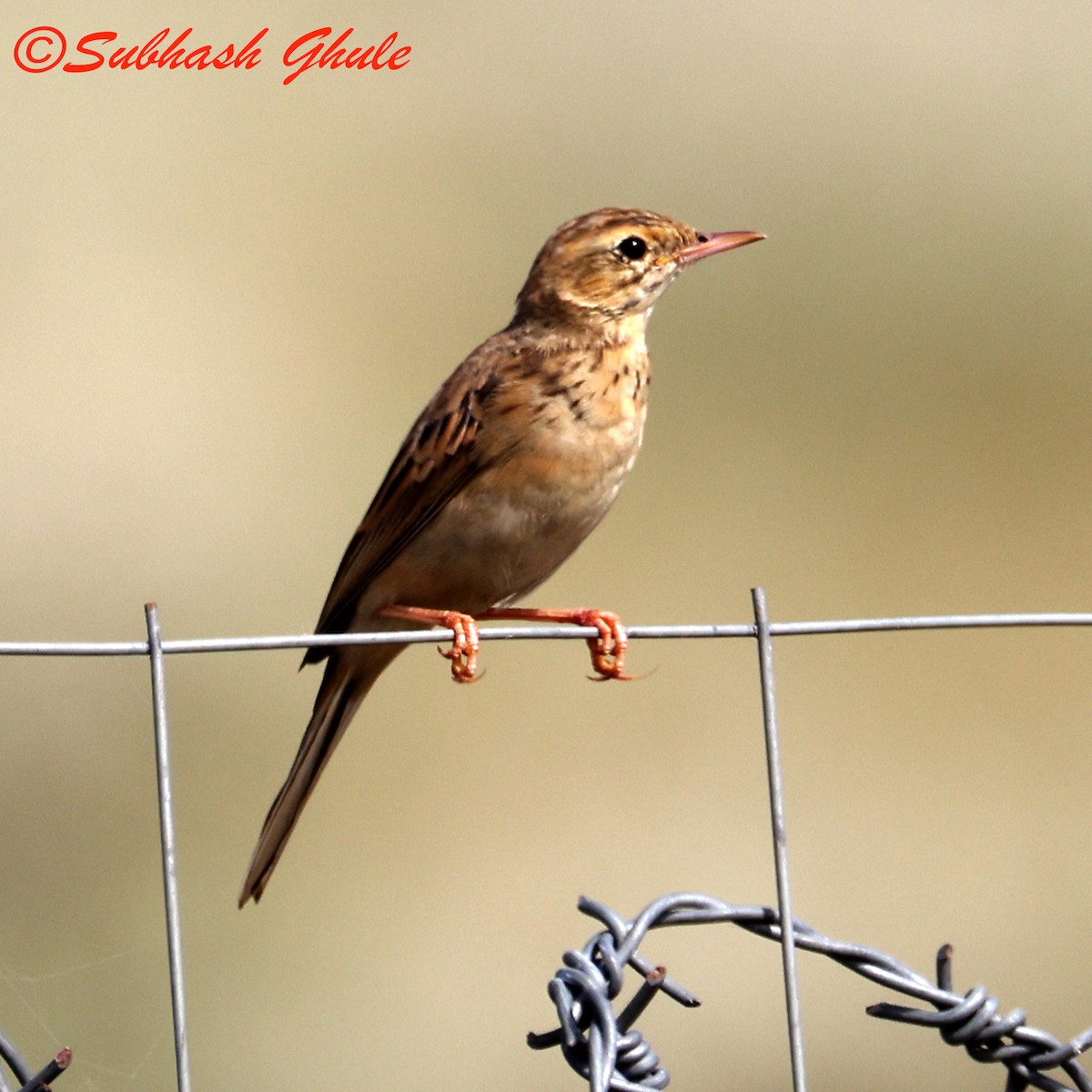 Pipit rousset - ML643808395