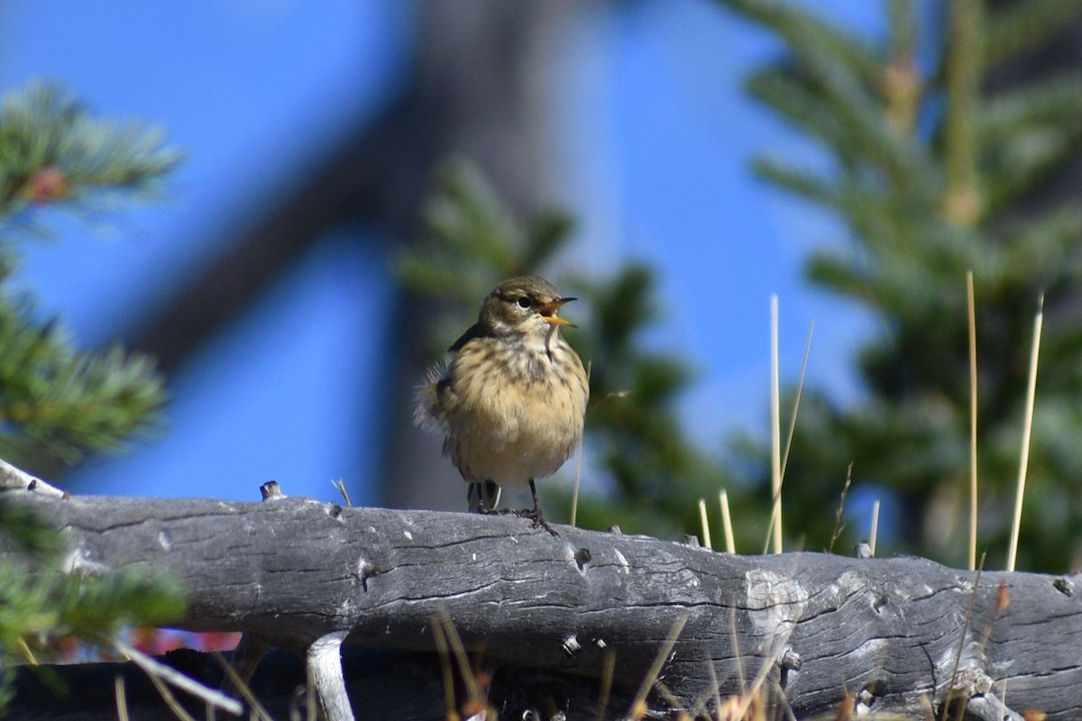 Pipit d'Amérique - ML643808397