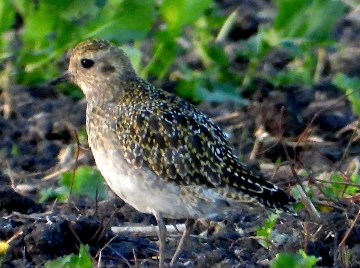 European Golden-Plover - ML643809655
