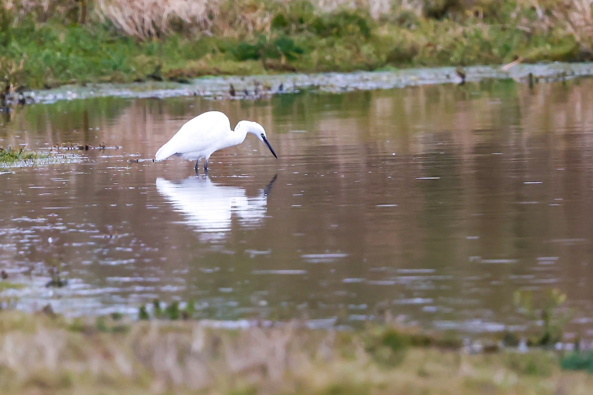 Little Egret - ML643809673