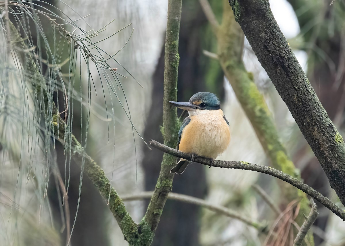 Sacred Kingfisher - ML643809690