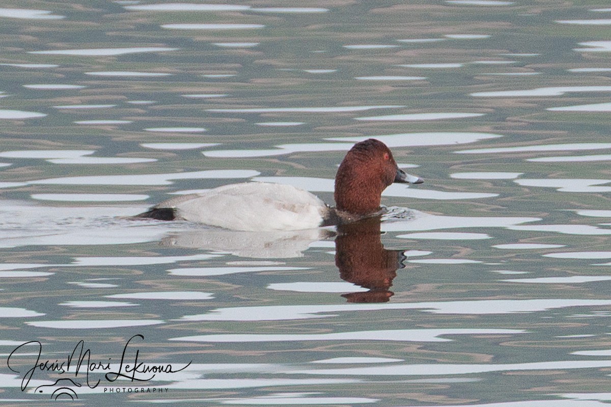 Common Pochard - ML643809698