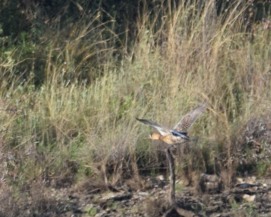 White-backed Duck - ML643809700