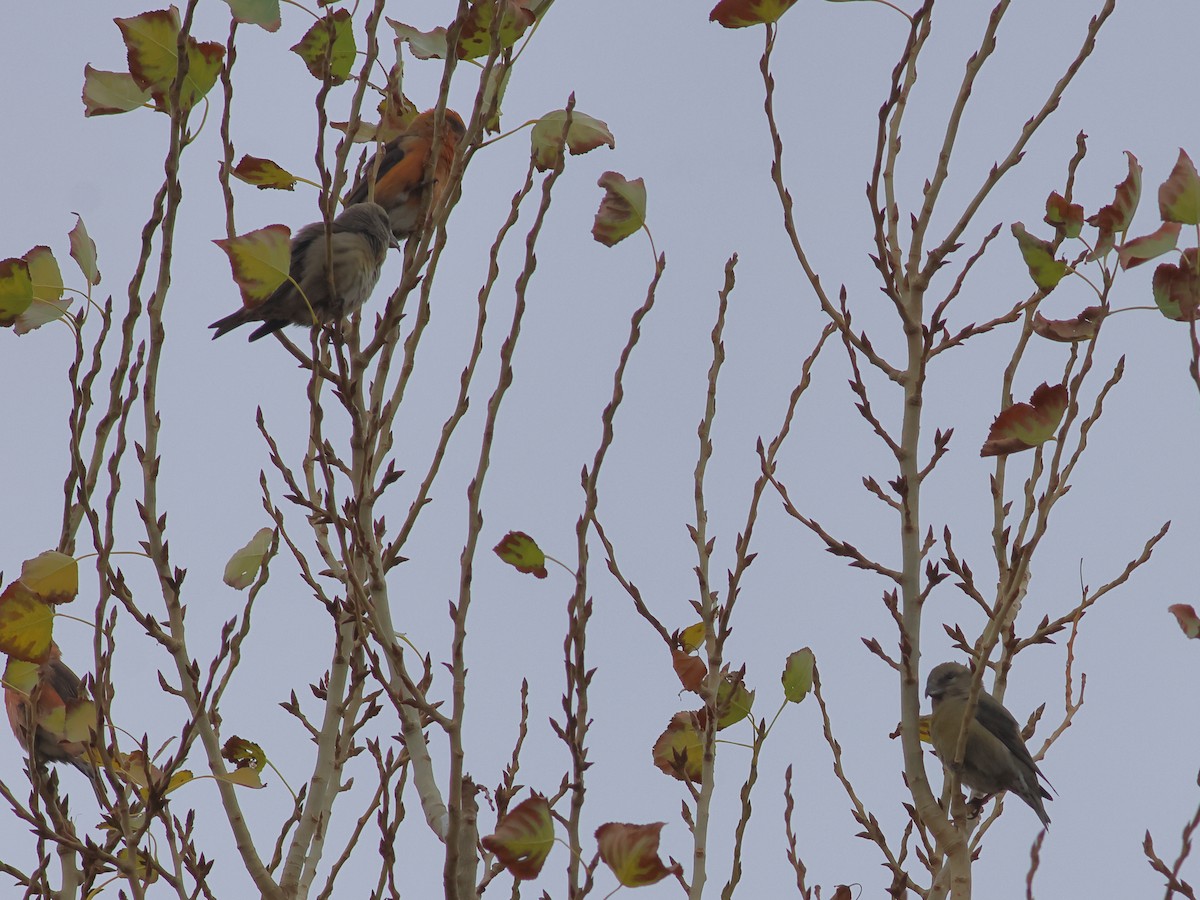 Red Crossbill - ML643809704