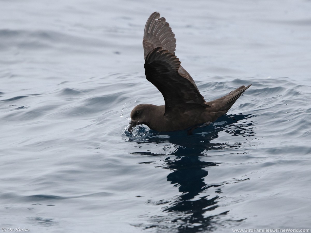 Тайфунник довгокрилий - ML643809739