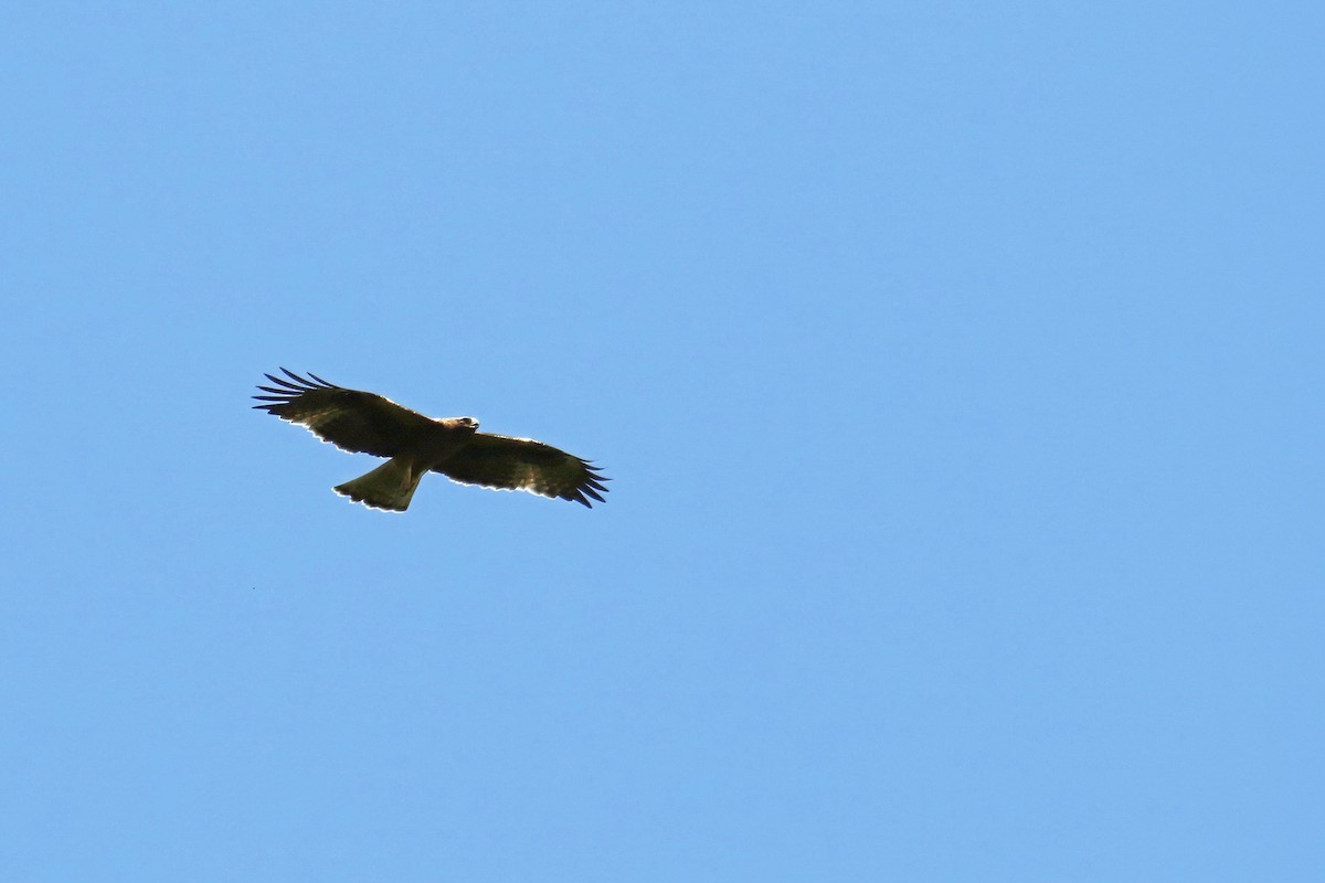 Бахим бүргэд - ML643809744