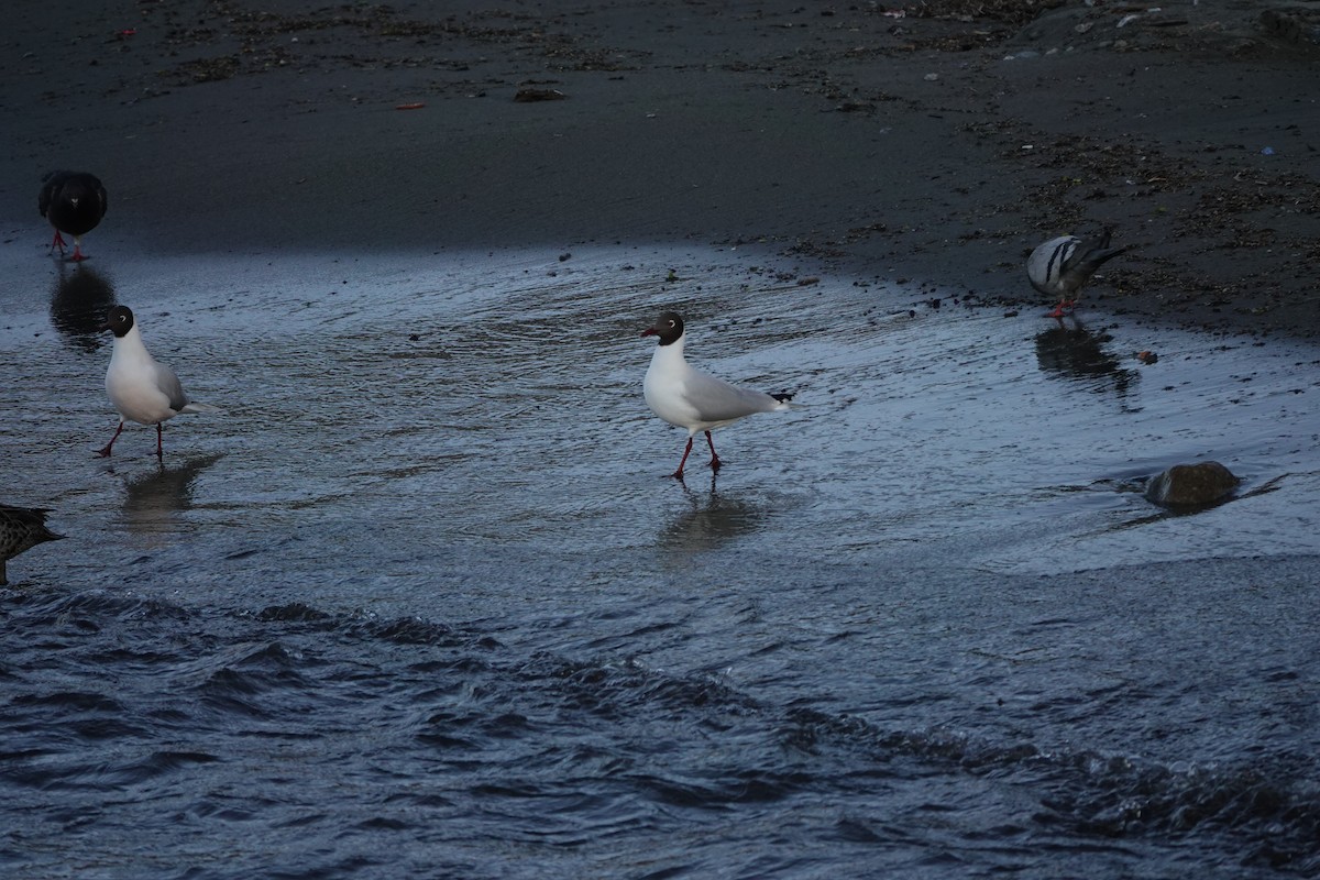Brown-hooded Gull - ML643809755