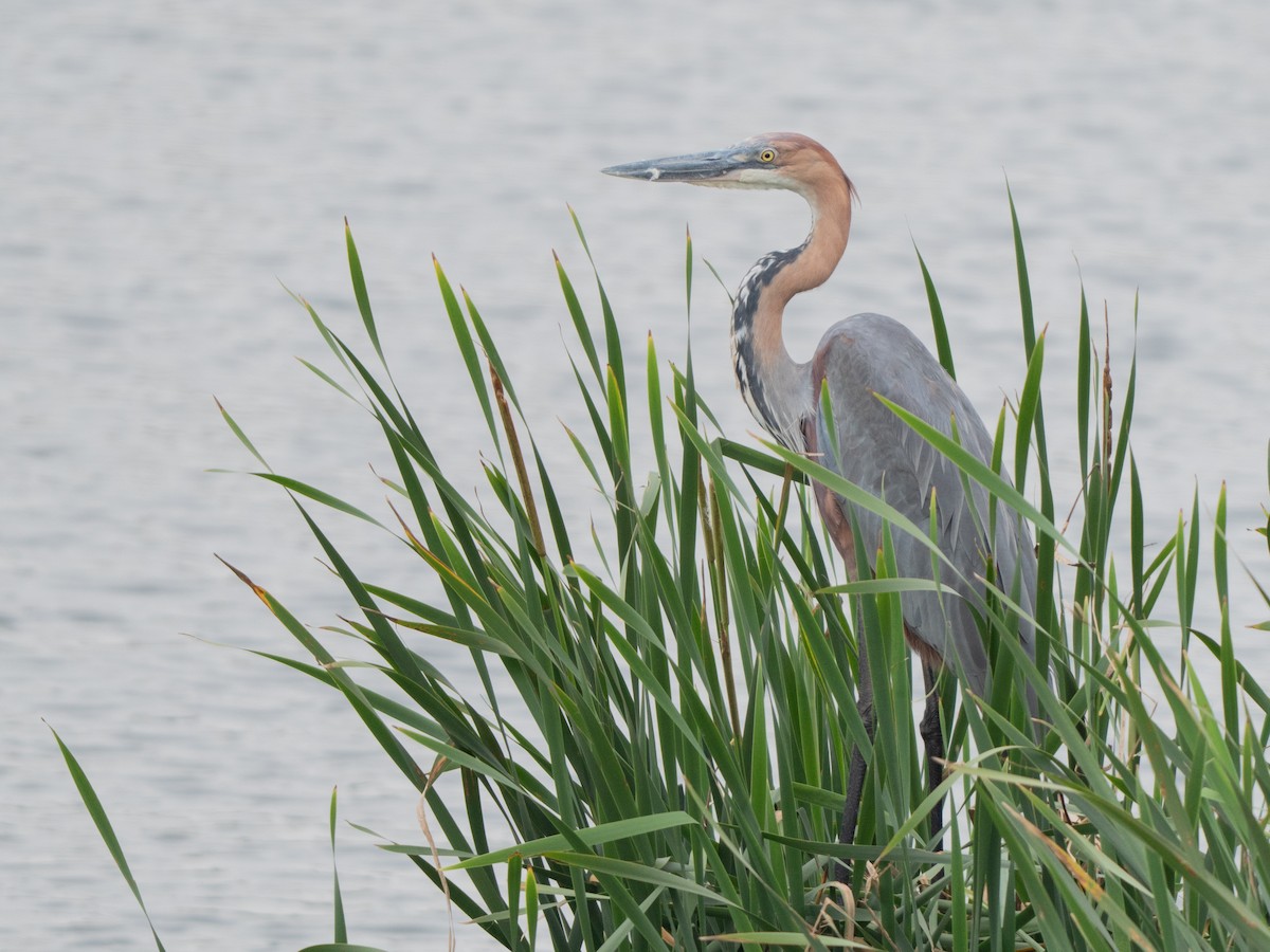 Goliath Heron - ML643809770