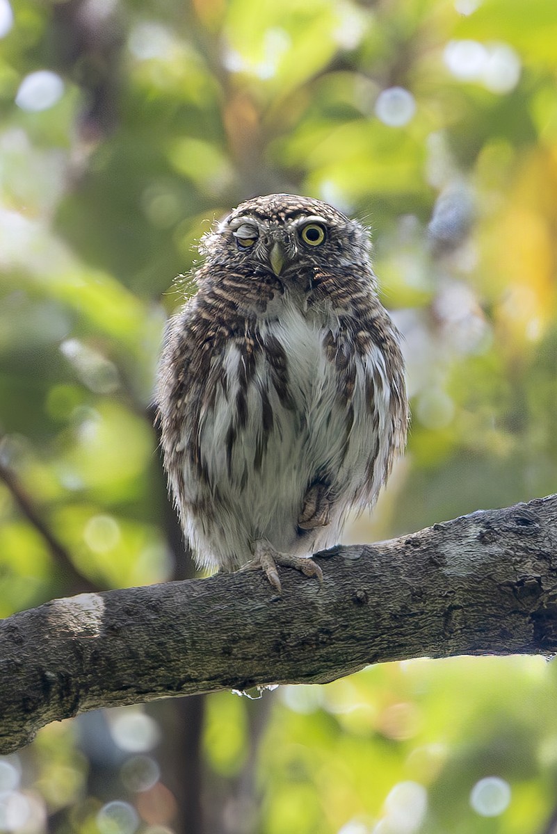Collared Owlet - ML643809772