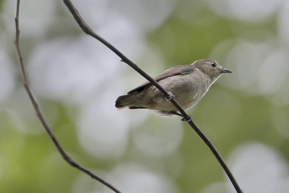 Plain Flowerpecker - ML643809774