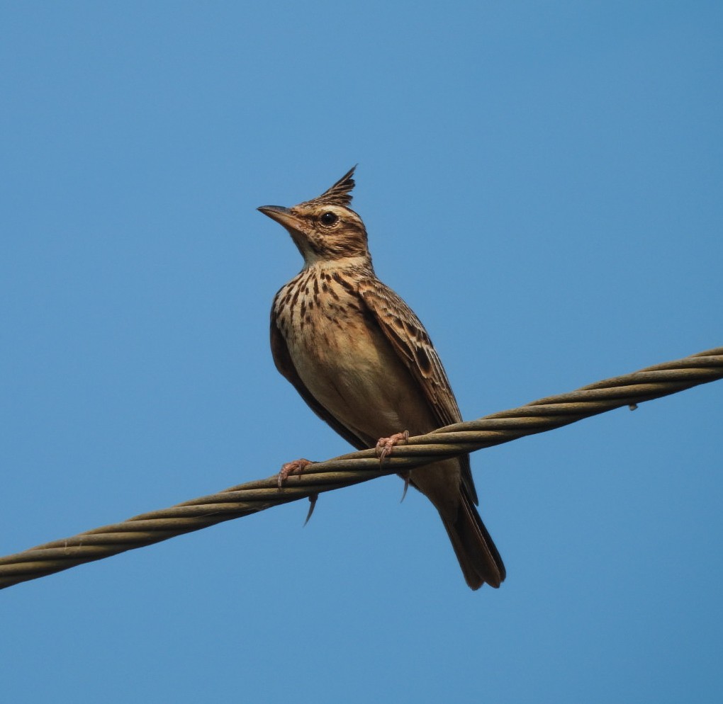 Malabar Lark - ML643809777