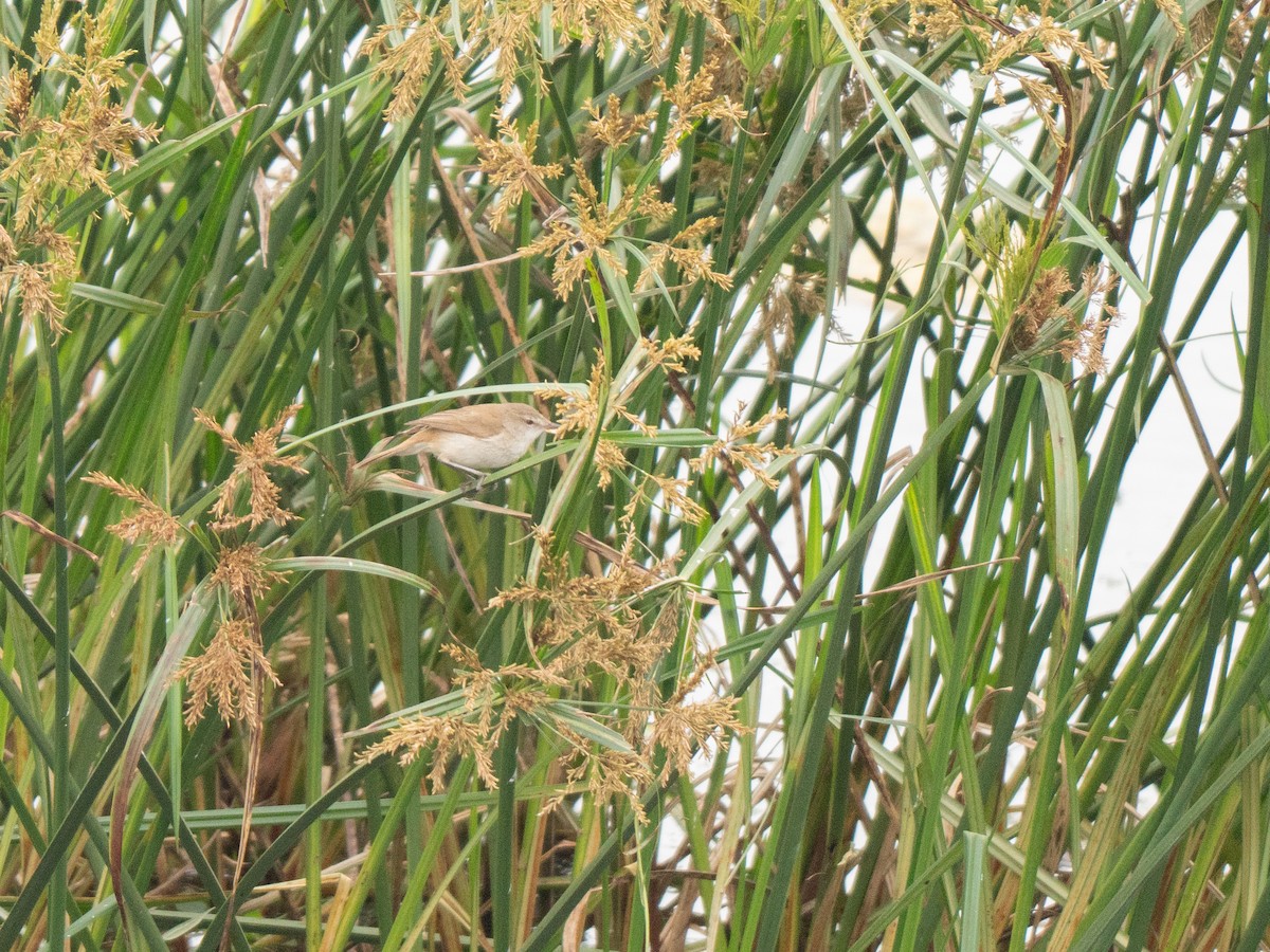 Little Rush Warbler - ML643809790