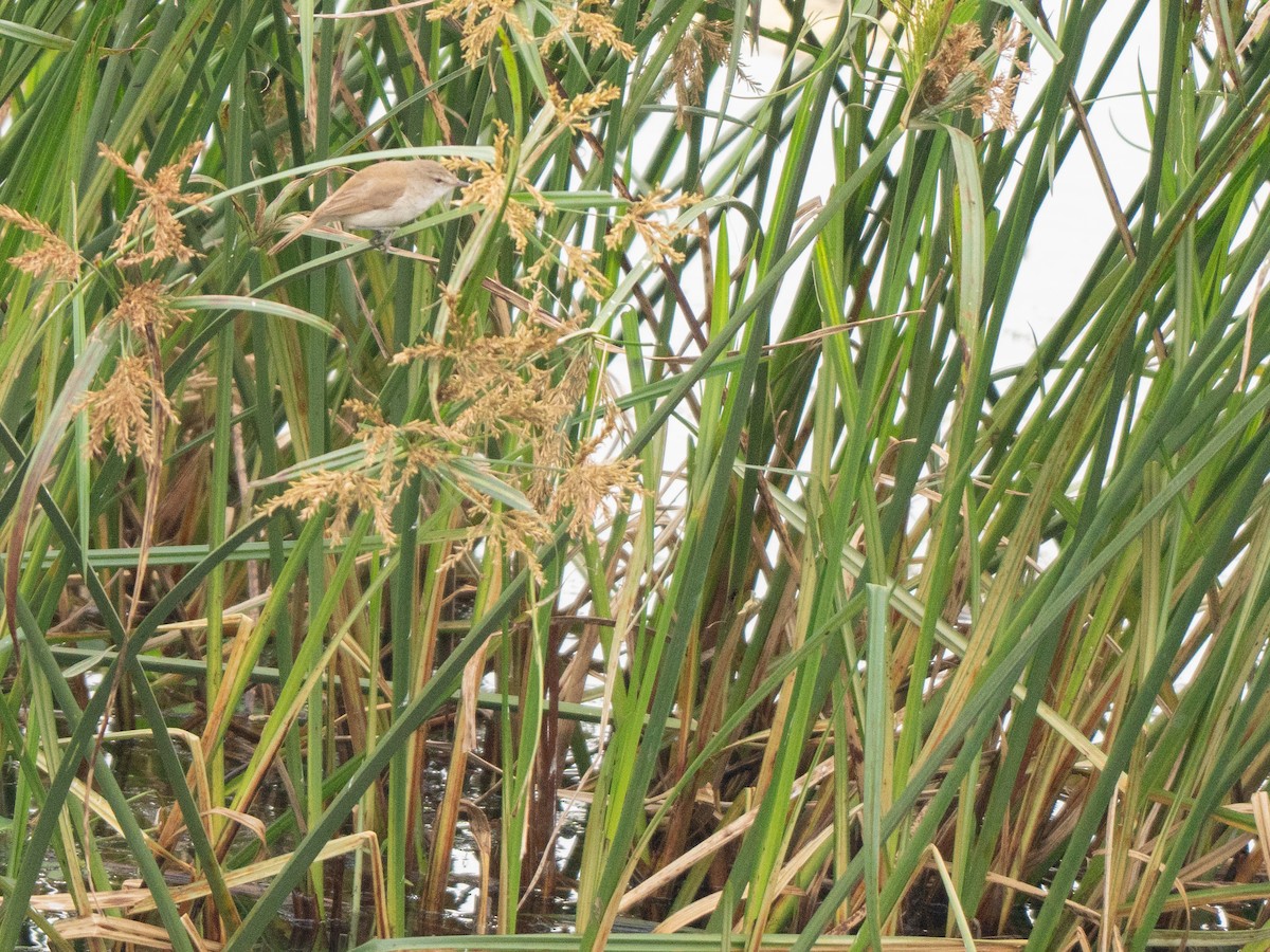 Little Rush Warbler - ML643809791