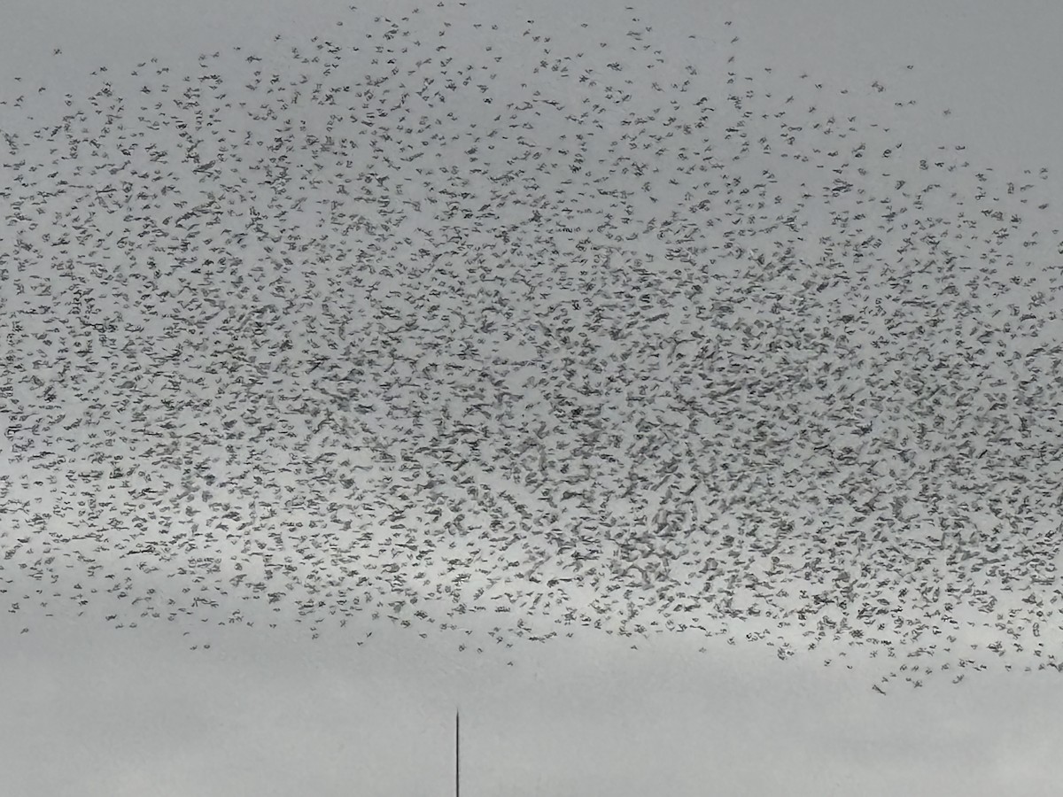 špaček východní - ML643809840