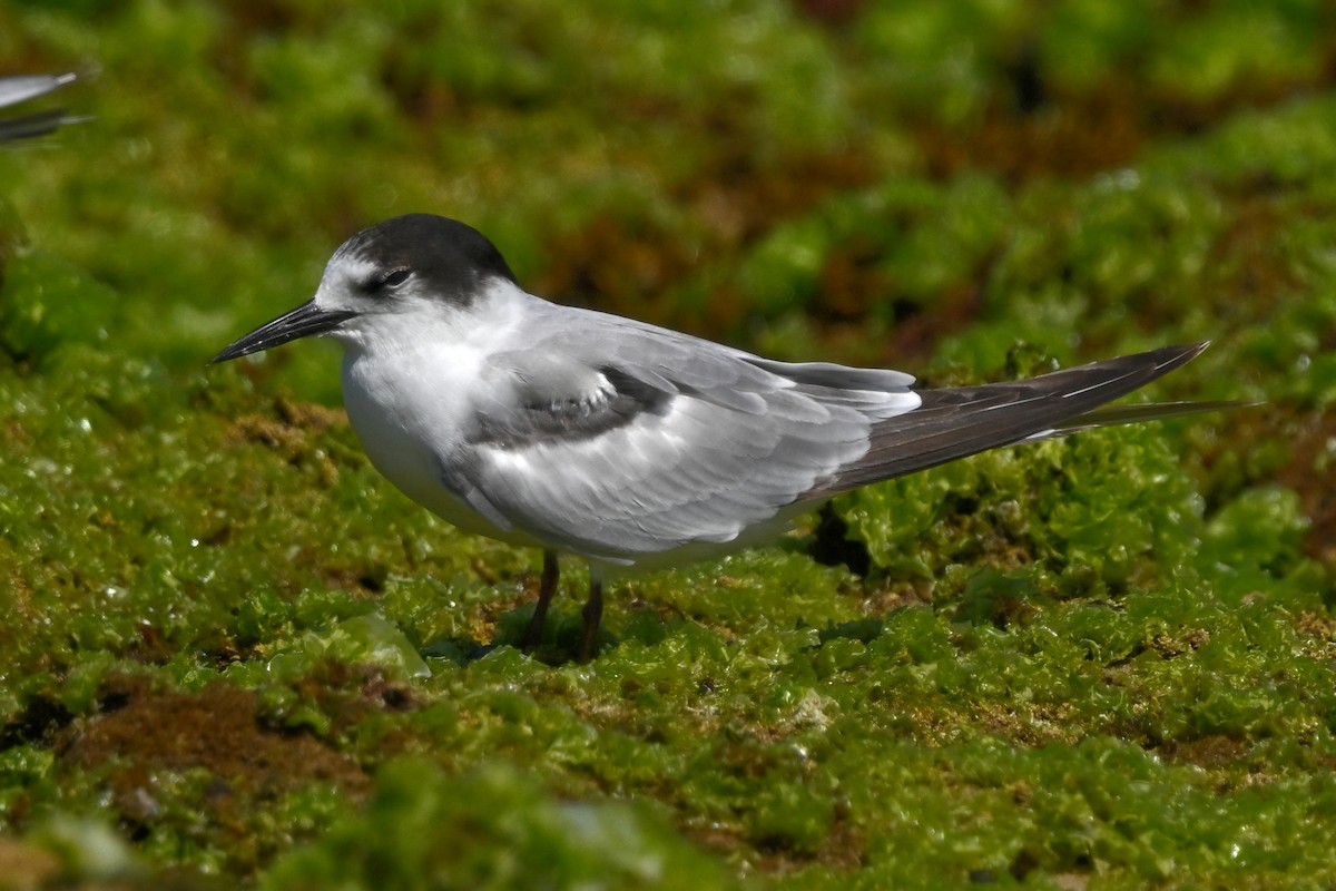 Sumru (longipennis) - ML643809841
