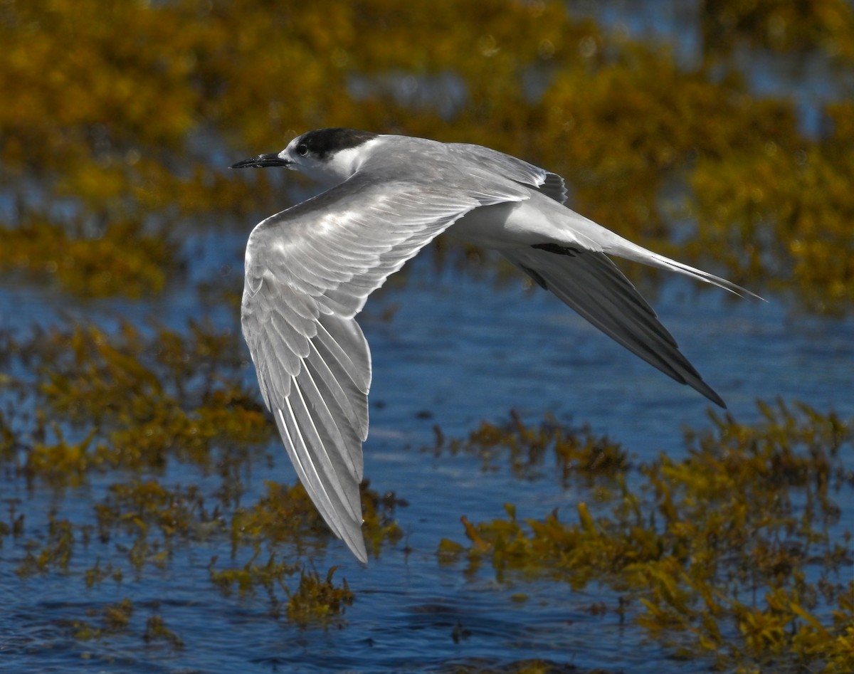 Sumru (longipennis) - ML643809842