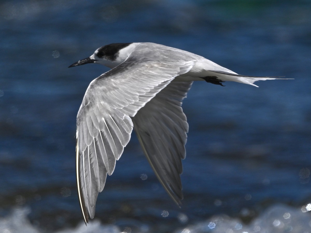 Sumru (longipennis) - ML643809843