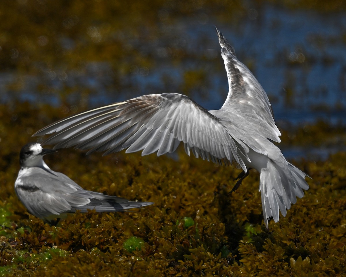 Sumru (longipennis) - ML643809844