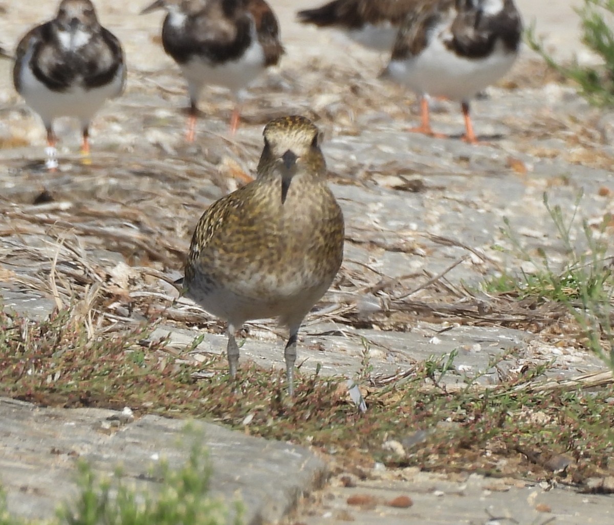 European Golden-Plover - ML643809899