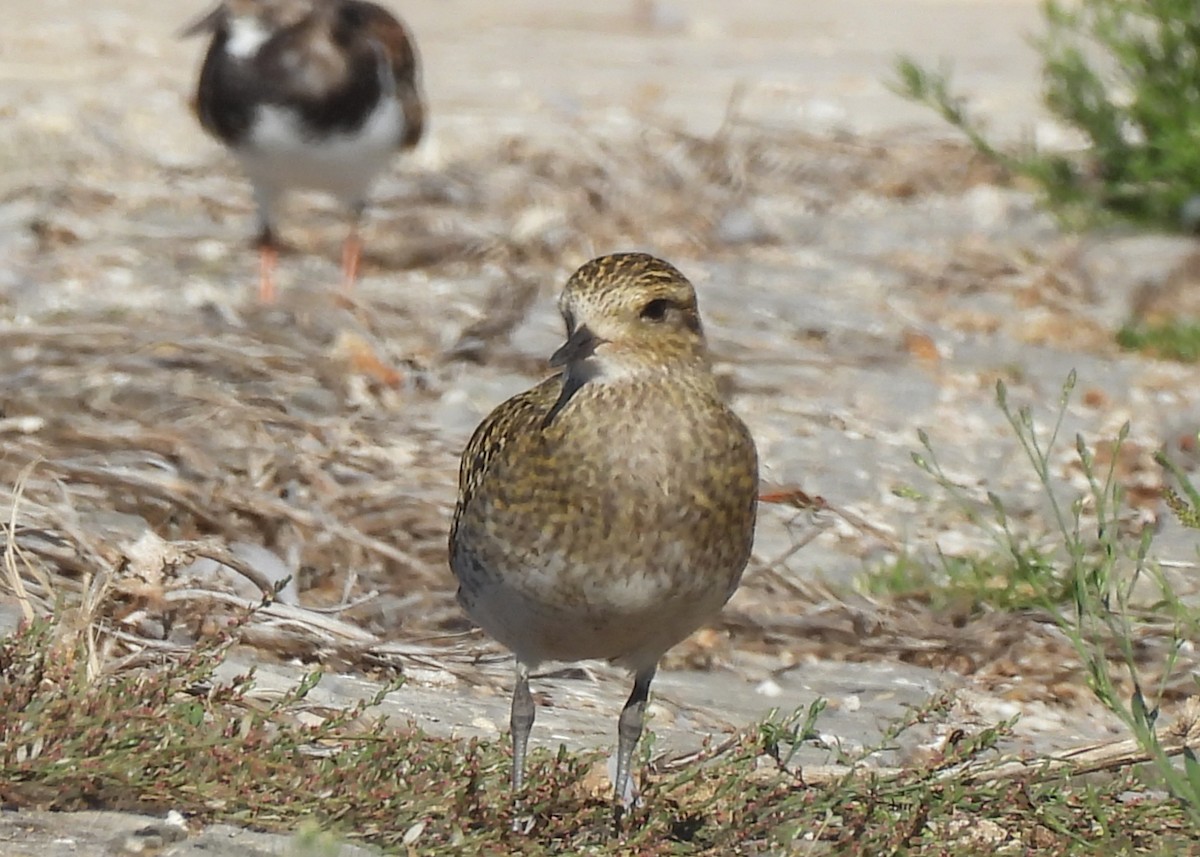 European Golden-Plover - ML643809900