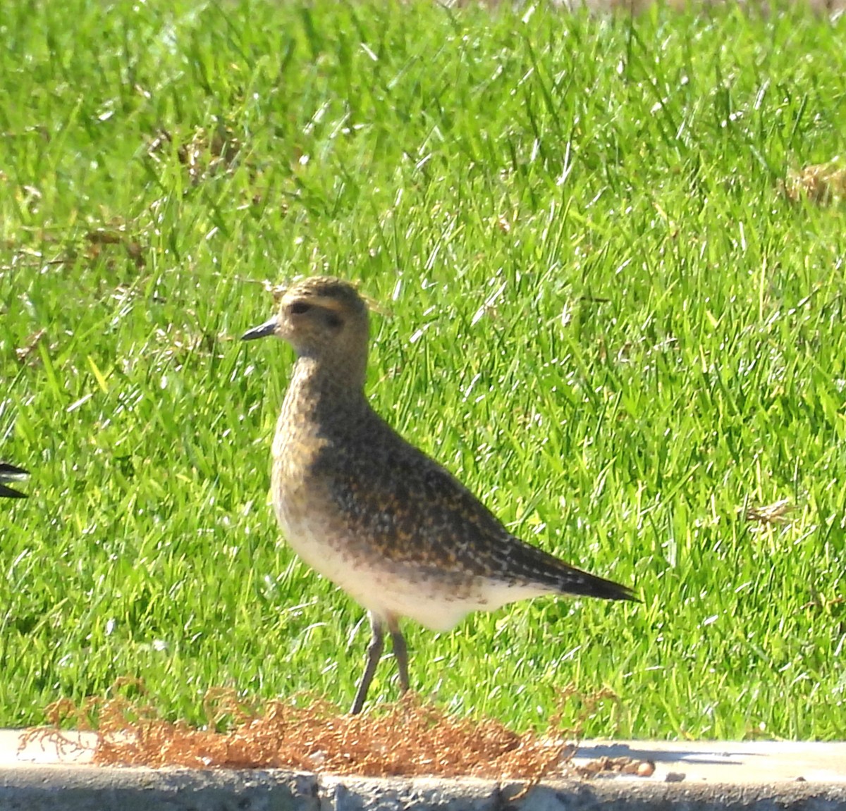 European Golden-Plover - ML643809901