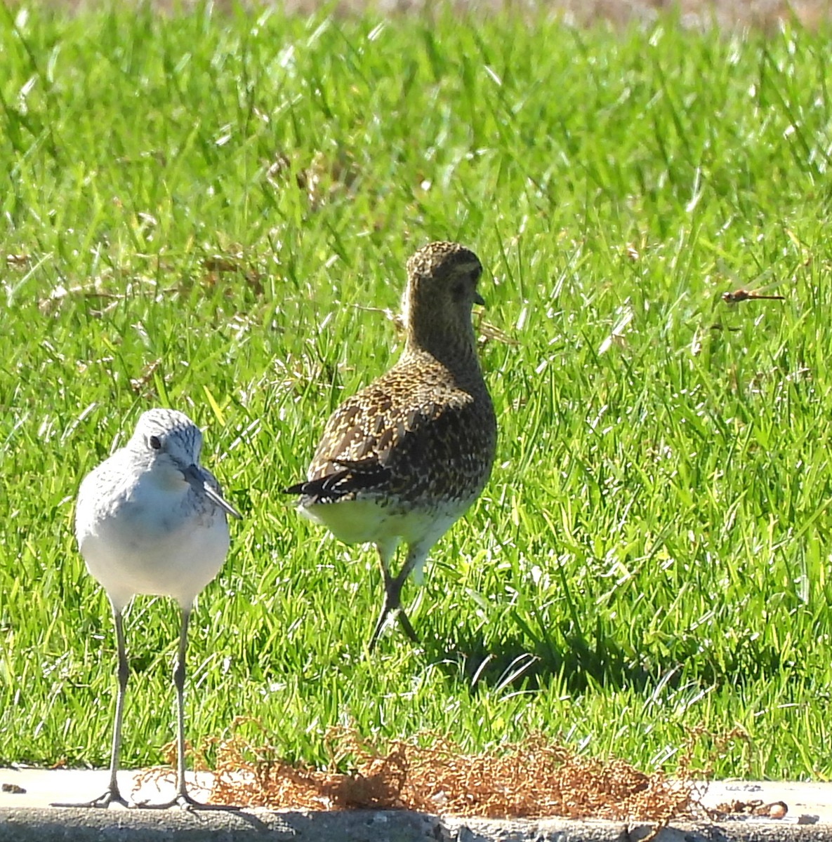 European Golden-Plover - ML643809902