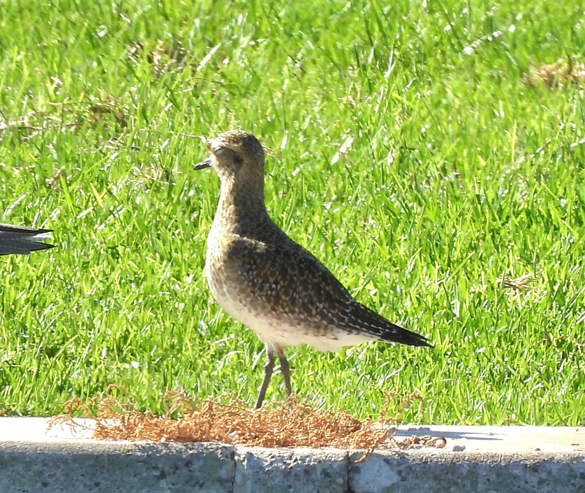 European Golden-Plover - ML643809903