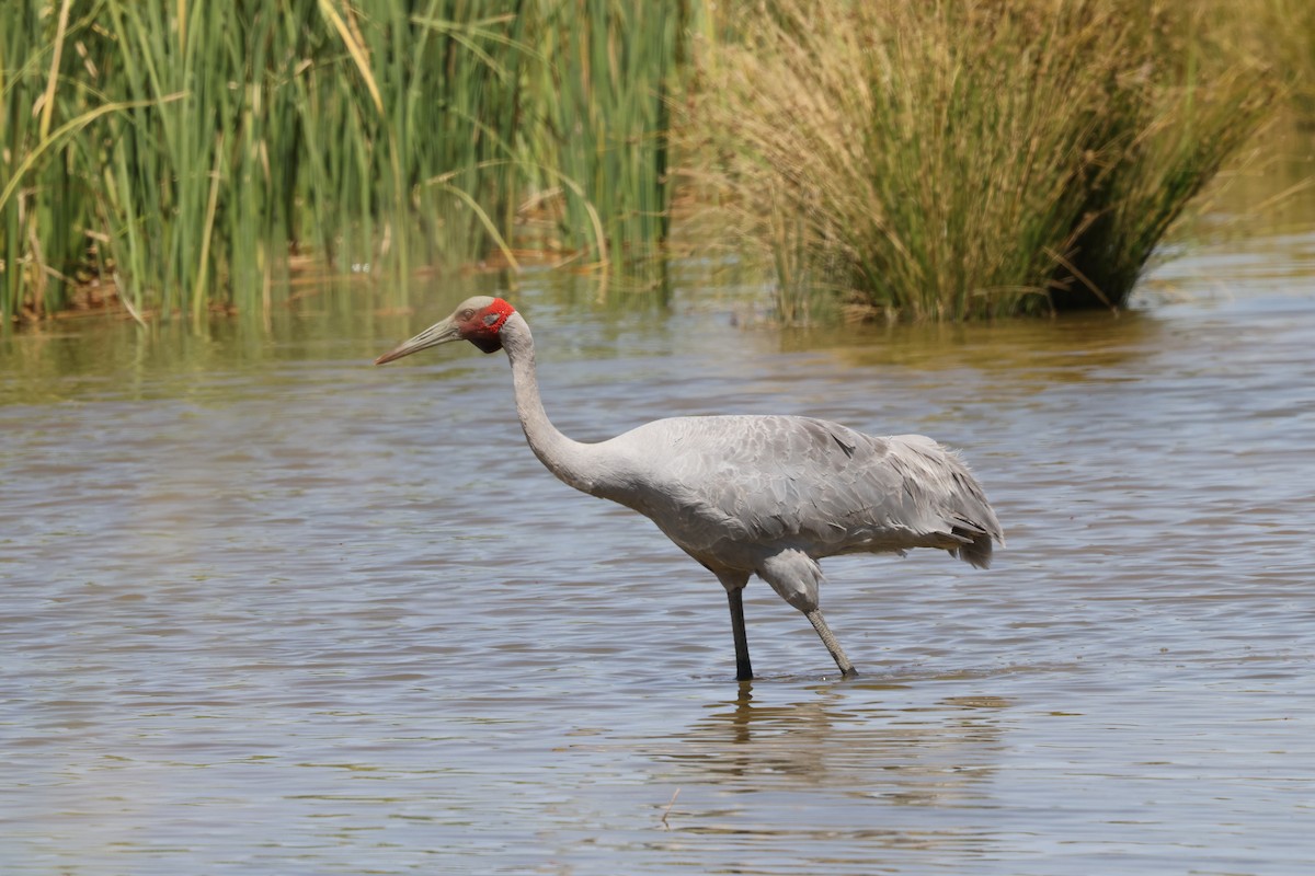 Brolga - ML643809928