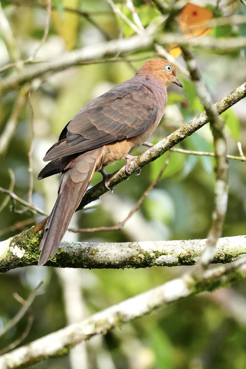 Little Cuckoo-Dove - ML643809938