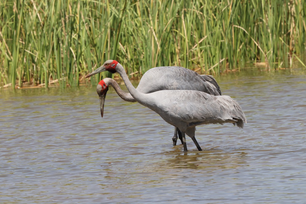 Brolga - ML643809939