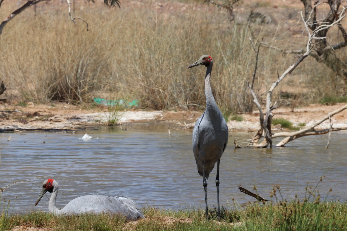 Brolga - ML643809944