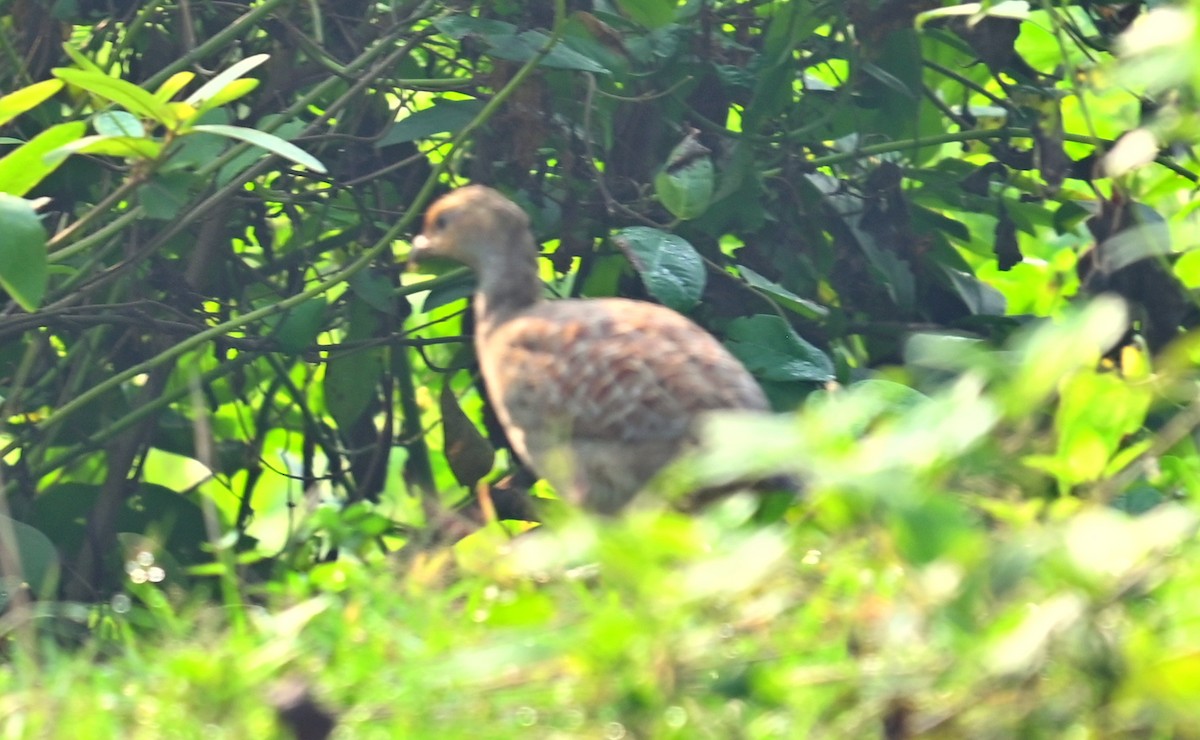 Gray Francolin - ML643809953