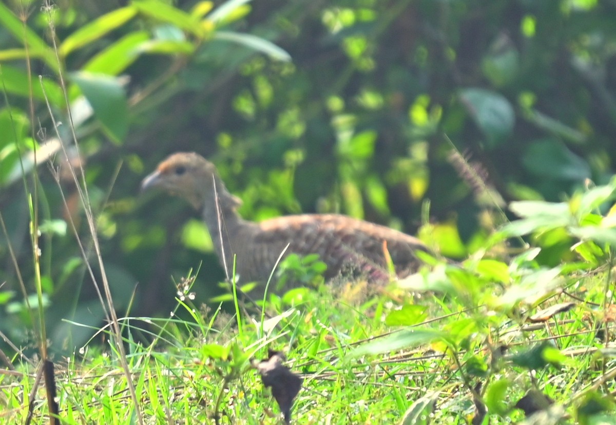 Gray Francolin - ML643809954
