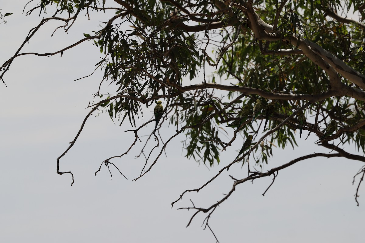 Budgerigar - ML643809962