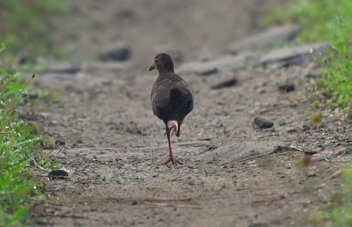 Zimtsumpfhuhn - ML643809965