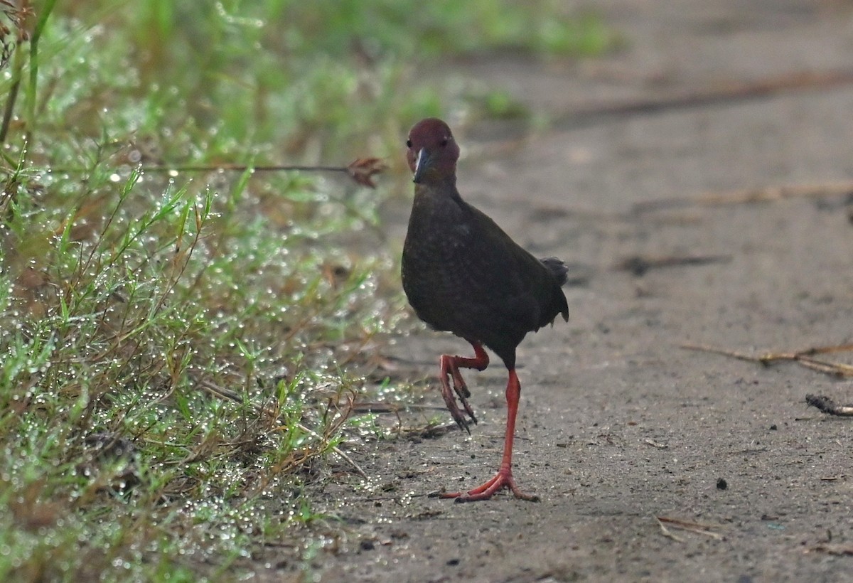 Zimtsumpfhuhn - ML643809966