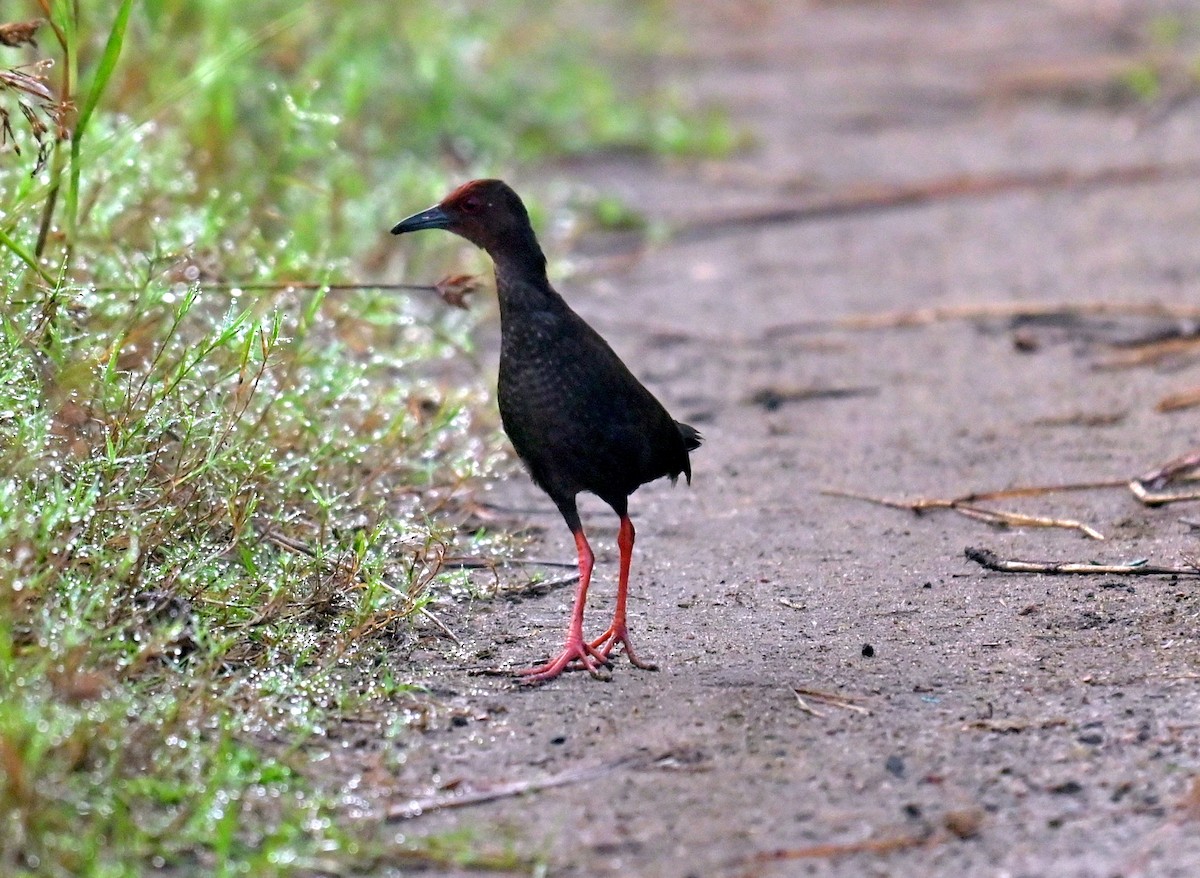 Zimtsumpfhuhn - ML643809967