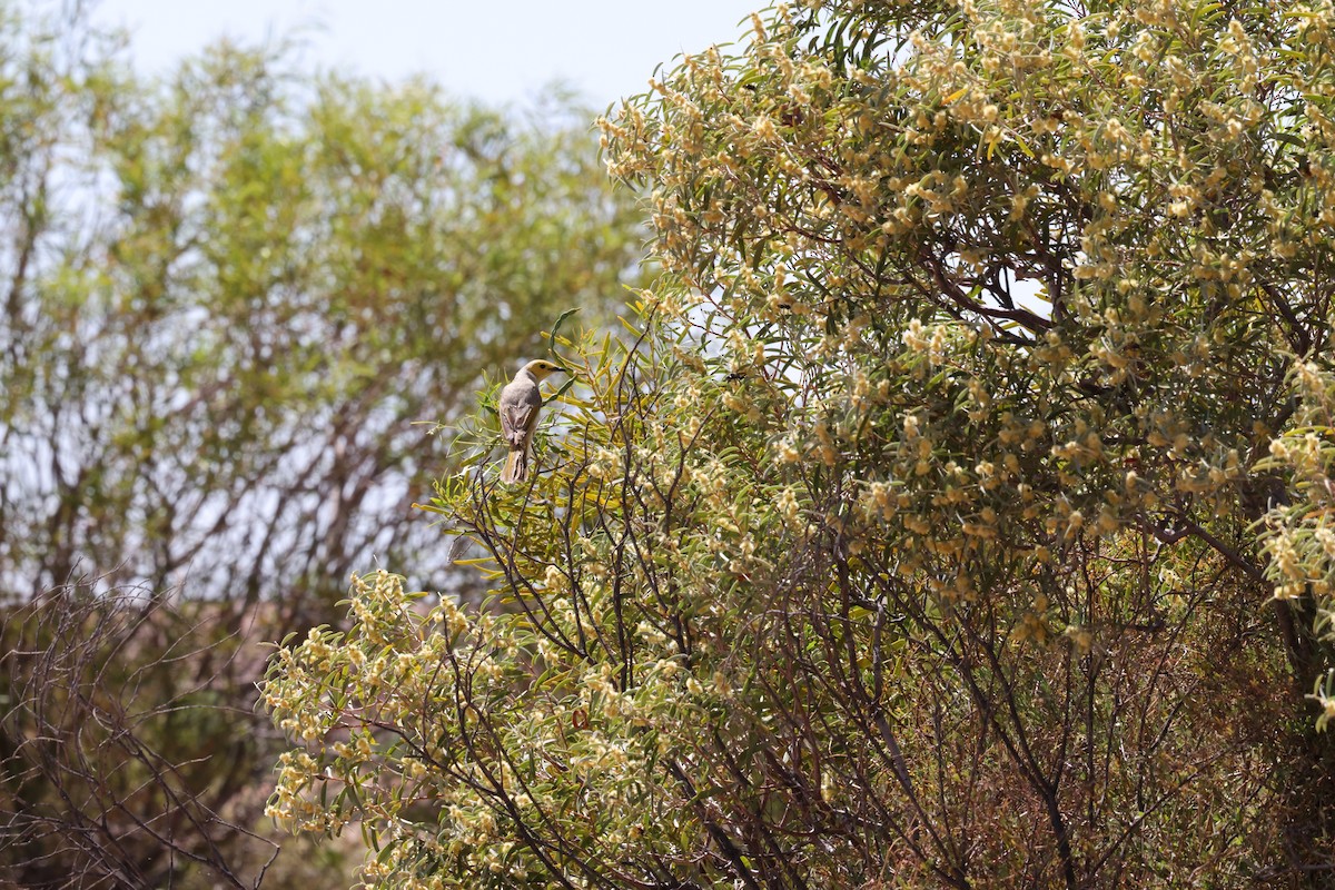 White-plumed Honeyeater - ML643809974