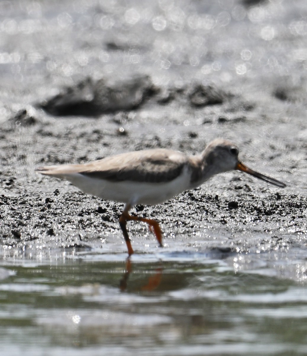 Terek Sandpiper - ML643809977