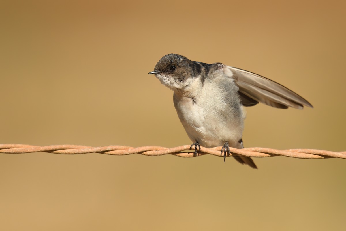 Pearl-breasted Swallow - ML643809978
